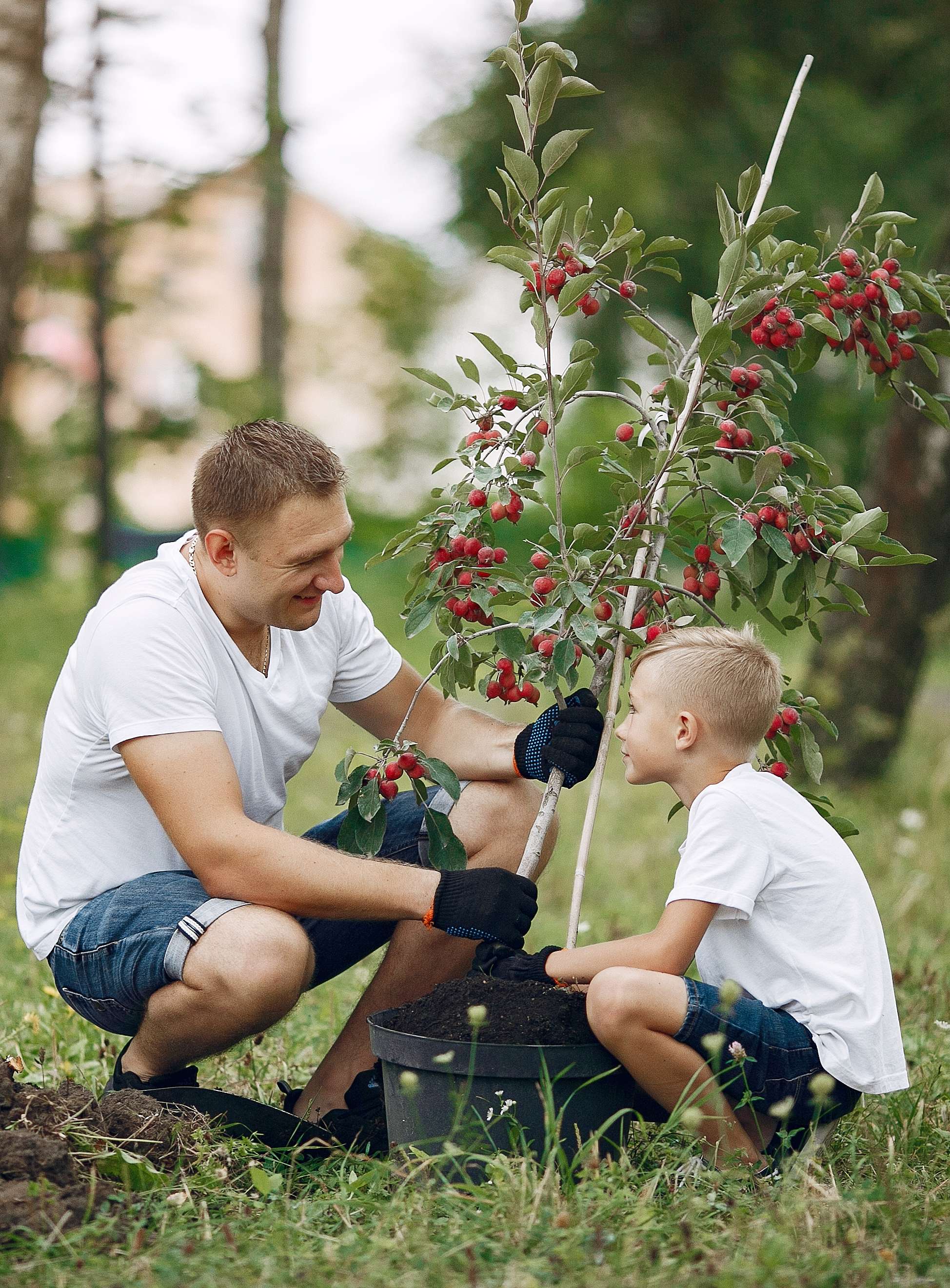 Hedelmäpuiden istuttaminen 
